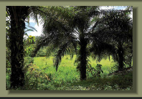 The Oil Palm Plantation in a Forest Farm Land in the central Osa Peninsula, good rainforest, Fresh Water Springs