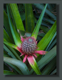  A young Pineapple Fruit is Growing in a Micro Farm of the Osa Peninsula, in the South of Costa Rica