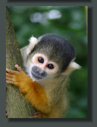 A Squirrel monkey, one of the four species of Monkey that live in the Lands and Properties of the Osa Peninsula, specially along the Beaches of the Oceanfront Lots and Lands