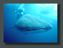  Whale Sharks are often presents in the warm waters of the Golfo Dulce, and the Owners of Oceanfront Properties and Lands can see them while Fish from boat