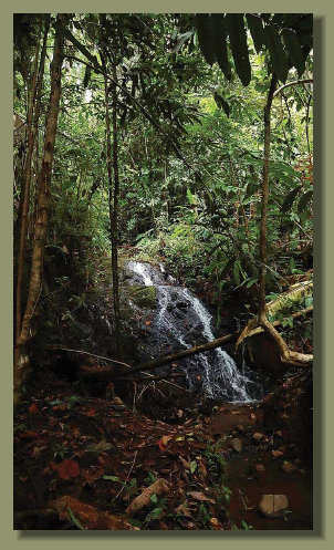 a waterfall in an Oceanfront Forest land in the Osa PEninsula Golfo Dulce