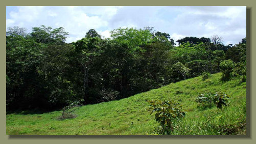 Good Pasture LAnd for Cows and Horses on the hill of this Farm Land Property in the OThe Pasture land in the flat area of this Farm 
Land Osa Peninsula Propertysa Peninsula